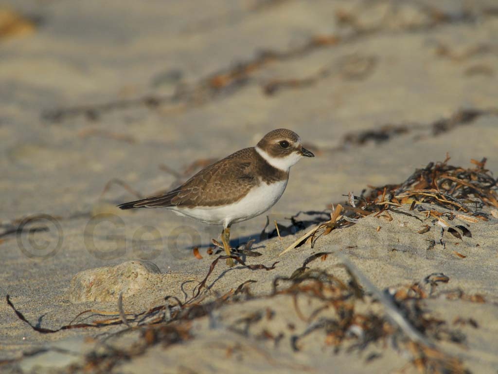 SEPL-AF_Semipalmated-Plover