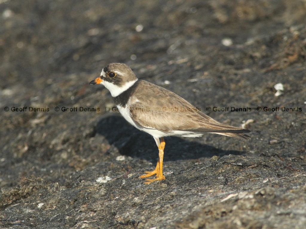 SEPL-AG_Semipalmated-Plover