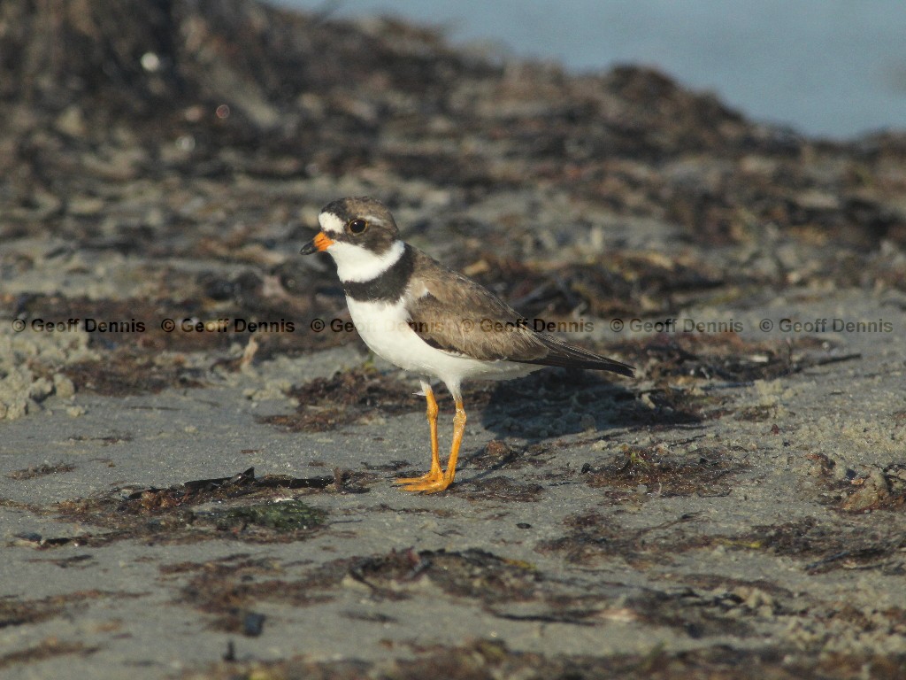 SEPL-AH_Semipalmated-Plover