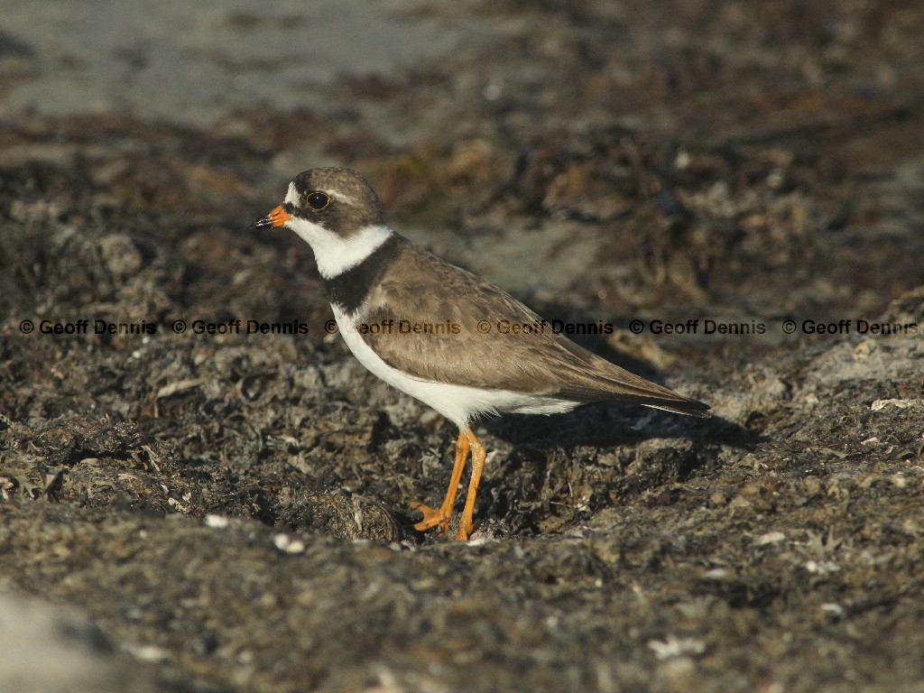 SEPL-AI_Semipalmated-Plover