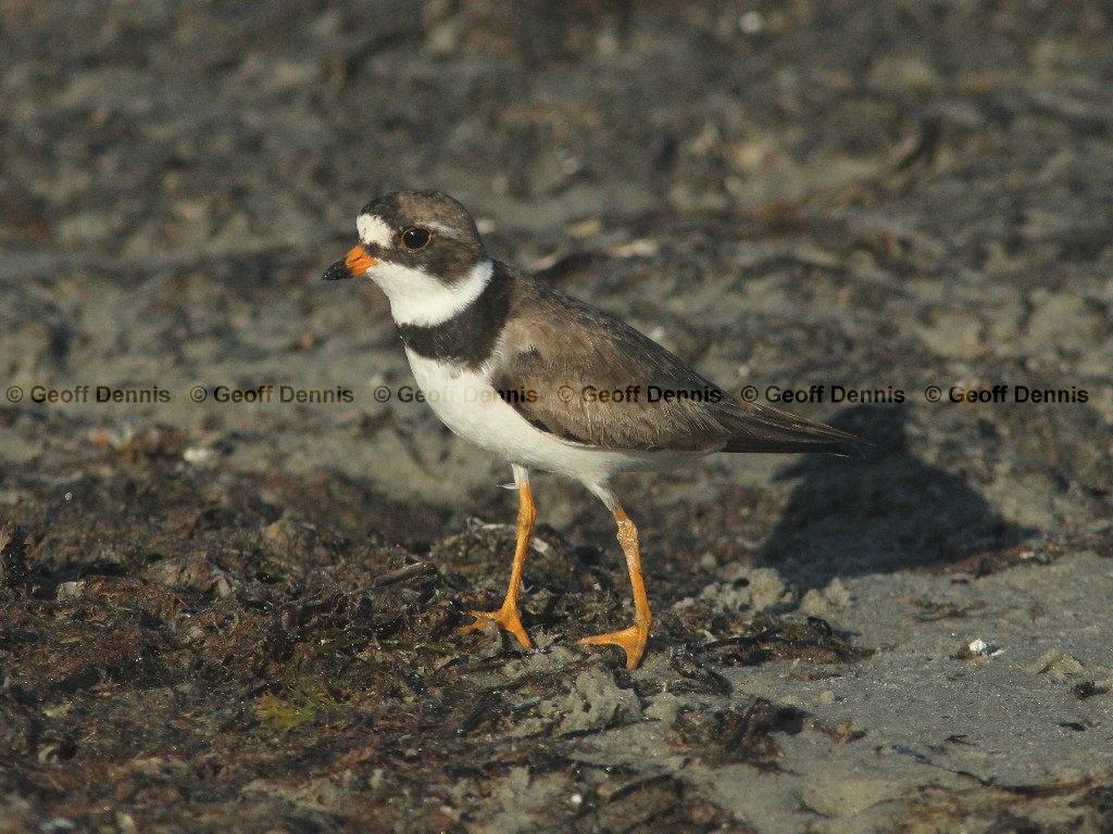 SEPL-AJ_Semipalmated-Plover
