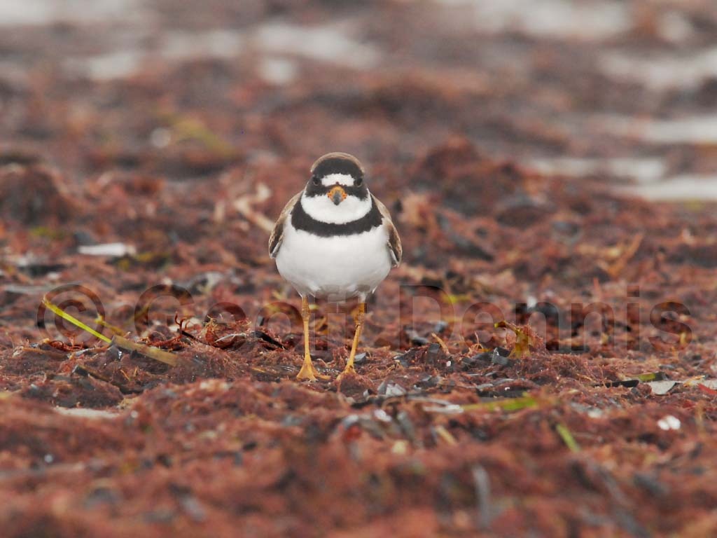 SEPL-AK_Semipalmated-Plover