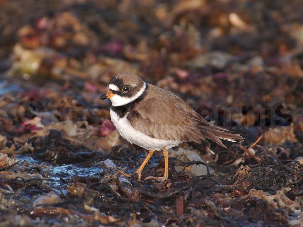 SEPL-AL_Semipalmated-Plover