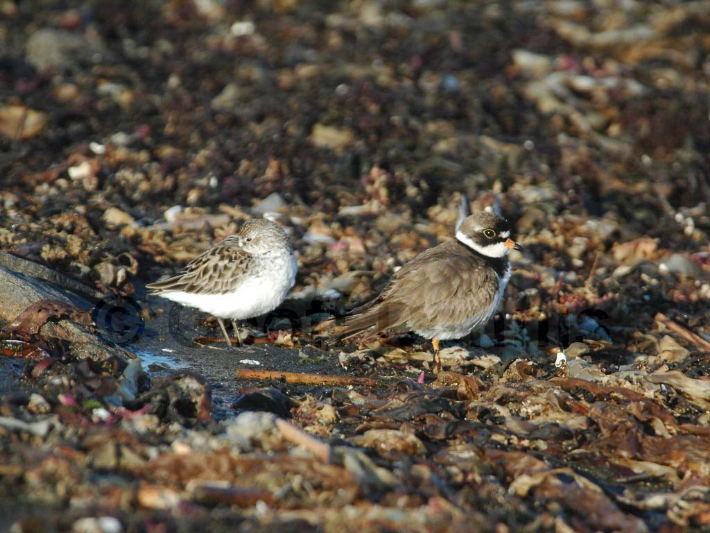 SEPL-AM_Semipalmated-Plover
