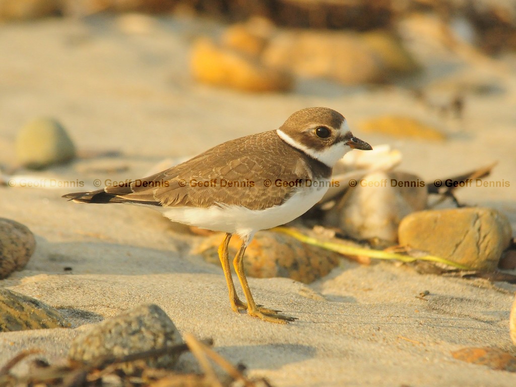 SEPL-AN_Semipalmated-Plover