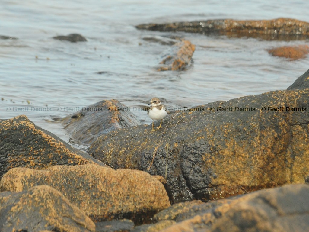 SEPL-AO_Semipalmated-Plover