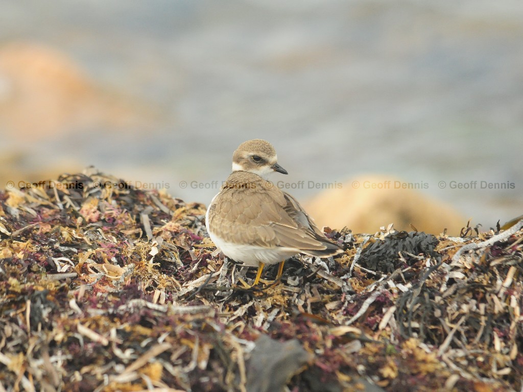 SEPL-AP_Semipalmated-Plover