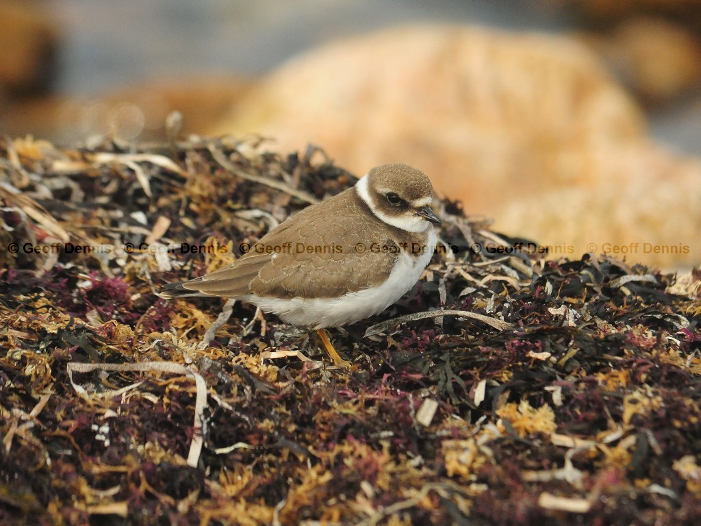 SEPL-AQ_Semipalmated-Plover