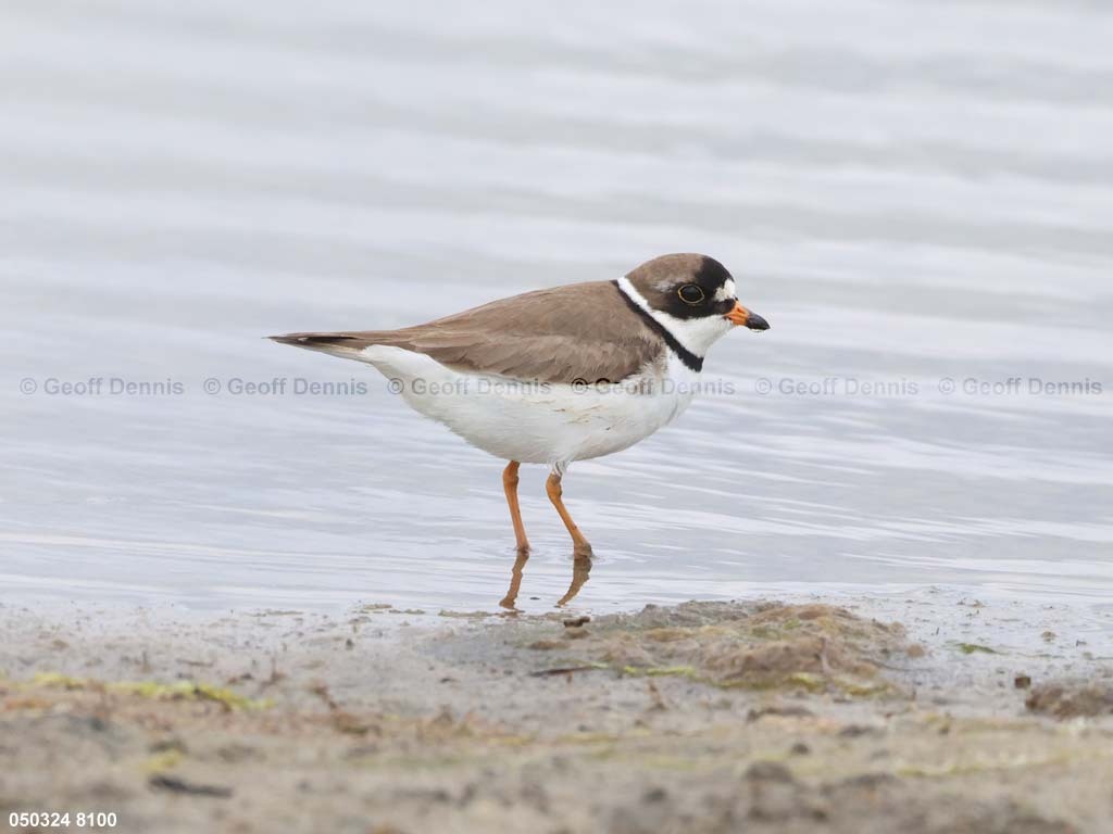 SEPL-AR_Semipalmated-Plover
