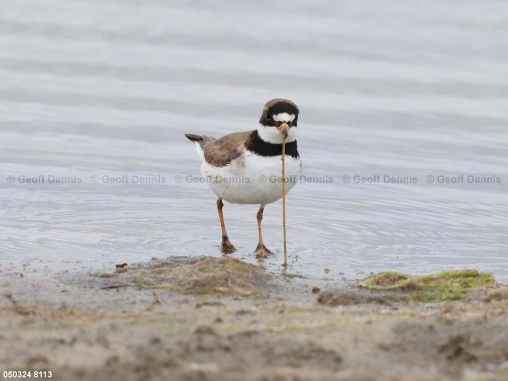 SEPL-AS_Semipalmated-Plover
