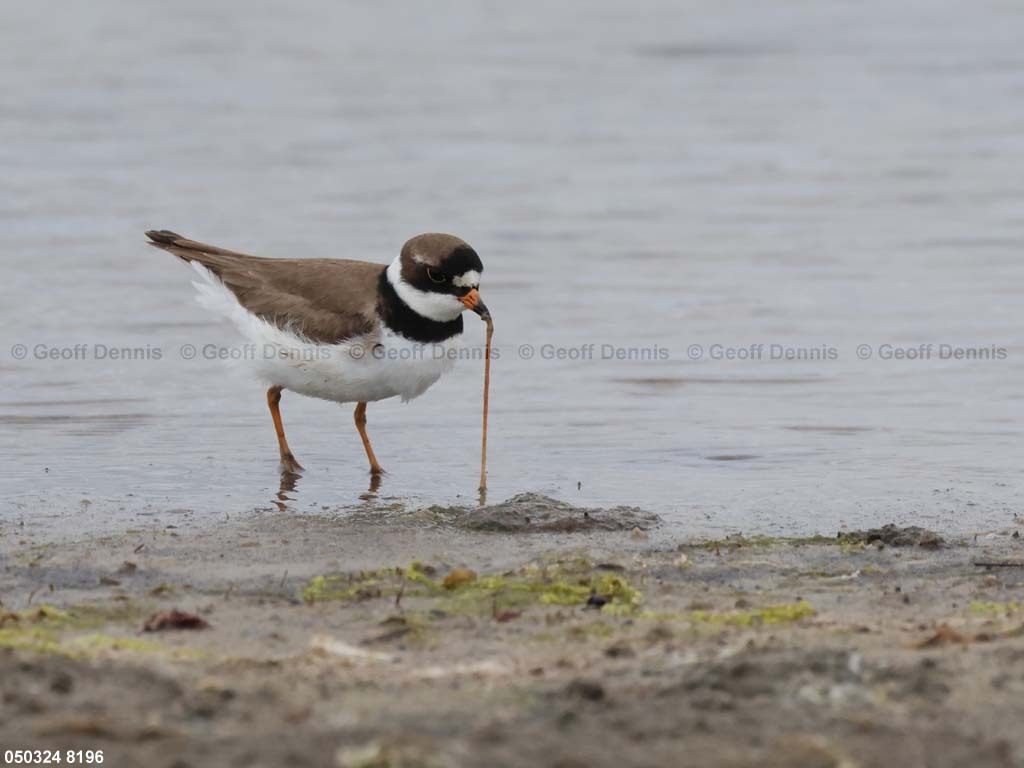 SEPL-AT_Semipalmated-Plover