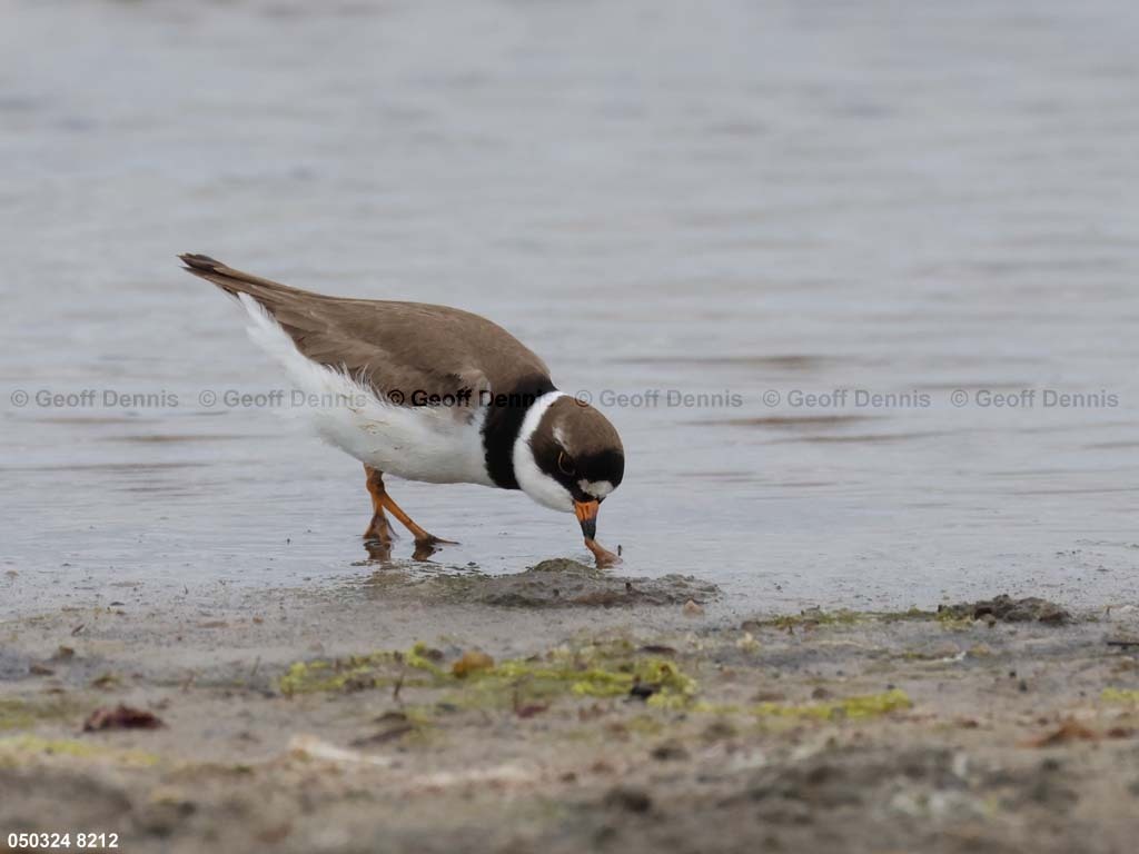 SEPL-AU_Semipalmated-Plover