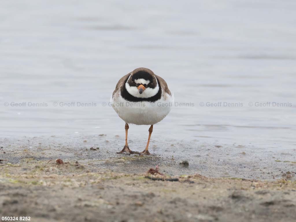 SEPL-AV_Semipalmated-Plover