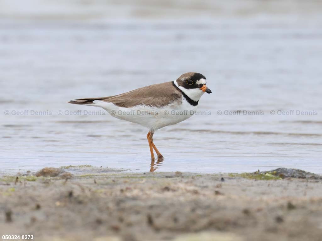 SEPL-AW_Semipalmated-Plover