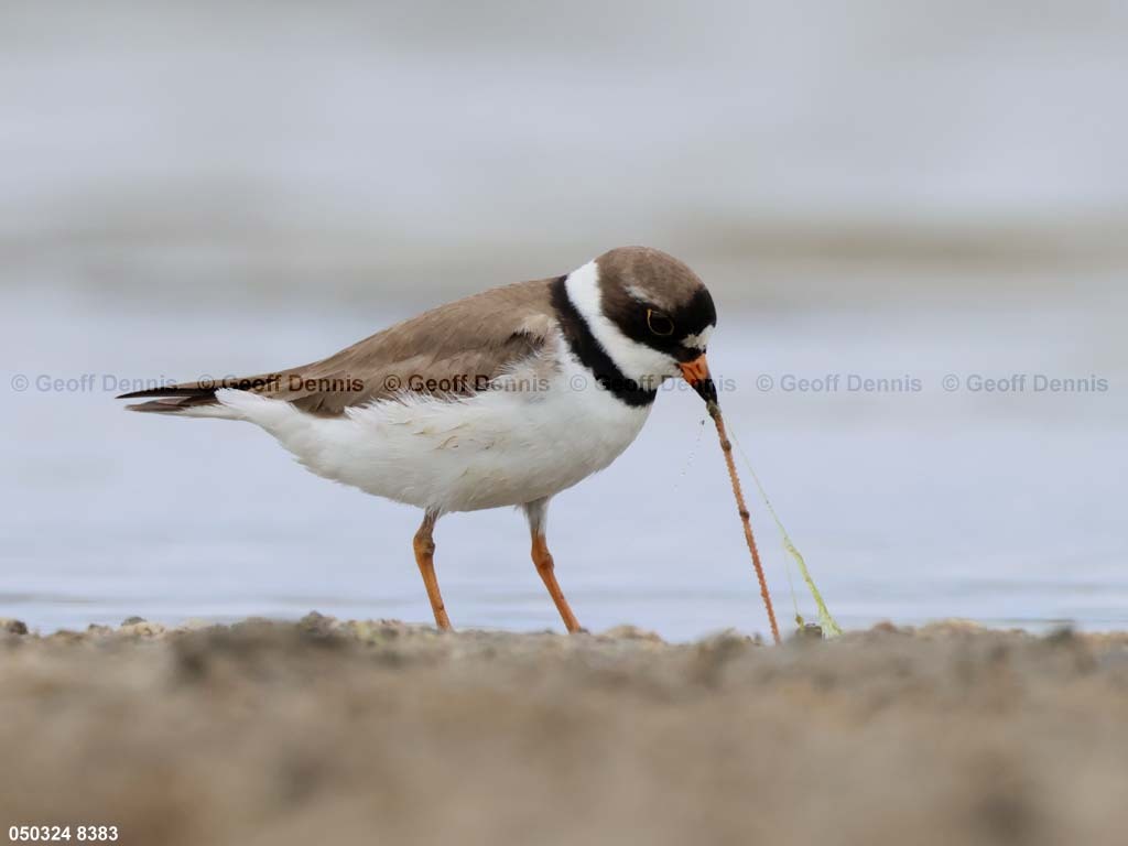 SEPL-AX_Semipalmated-Plover