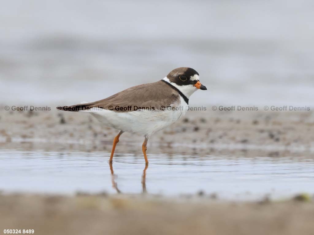 SEPL-AY_Semipalmated-Plover