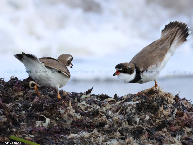 SEPL-AZ_Semipalmated-Plover