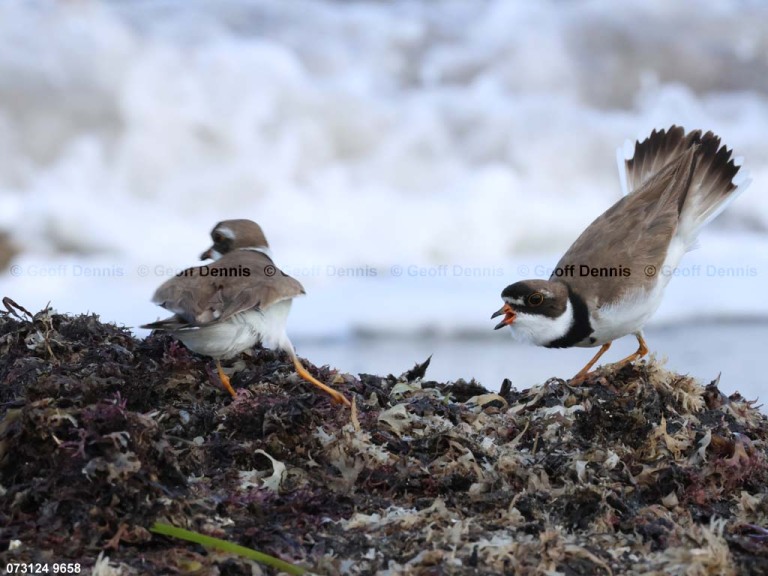 SEPL-BA_Semipalmated-Plover