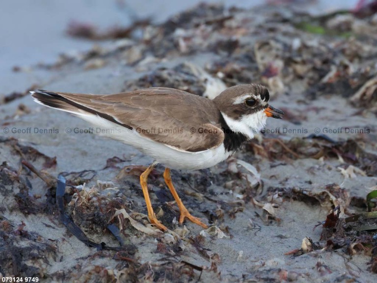 SEPL-BB_Semipalmated-Plover