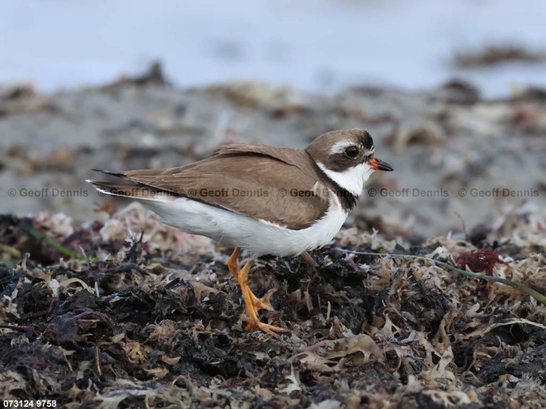 SEPL-BC_Semipalmated-Plover