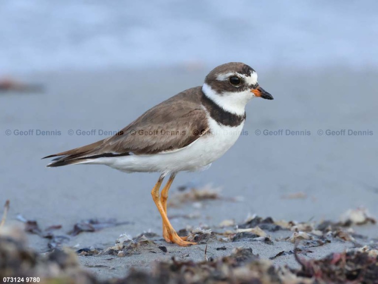 SEPL-BD_Semipalmated-Plover