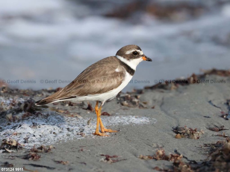 SEPL-BE_Semipalmated-Plover