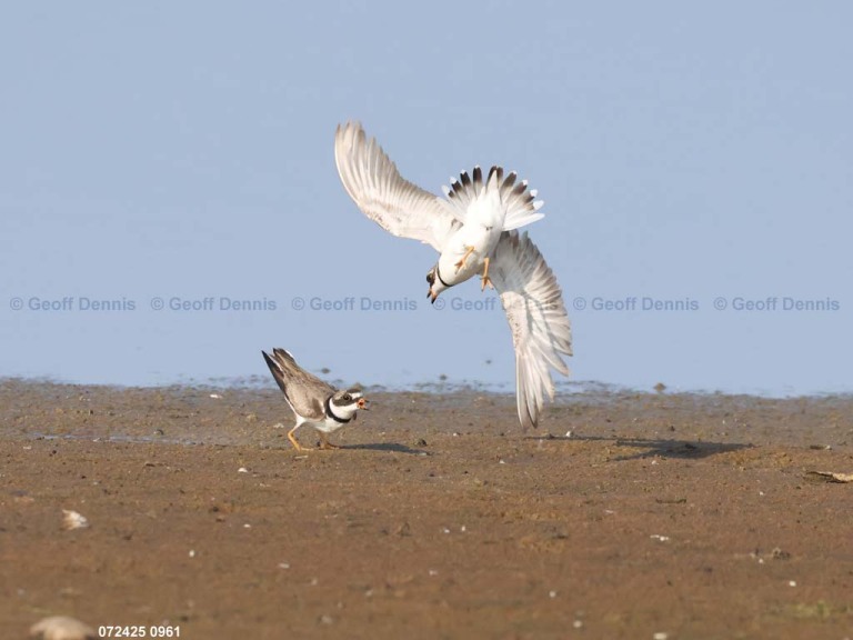 SEPL-BF_Semipalmated-Plover