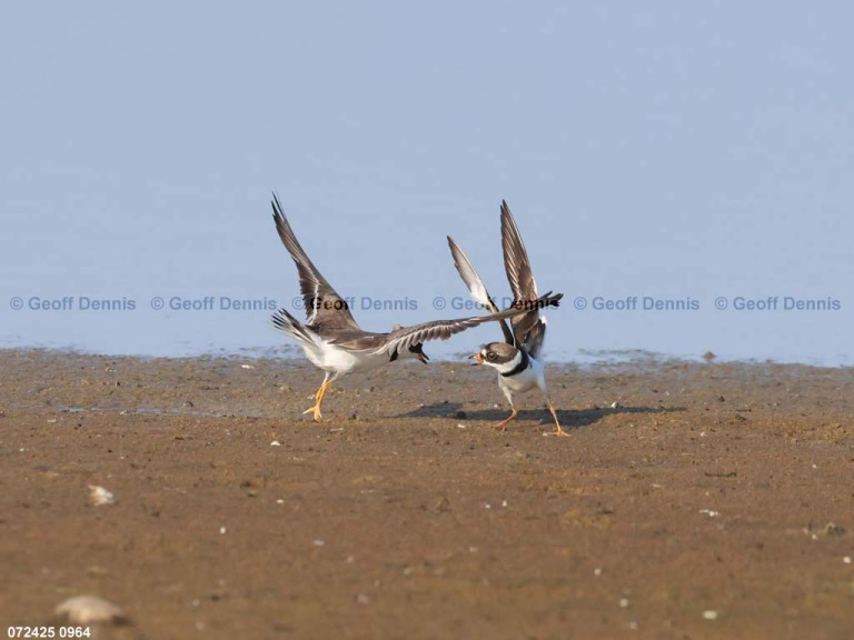 SEPL-BG_Semipalmated-Plover