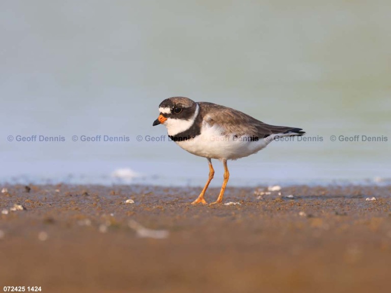 SEPL-BH_Semipalmated-Plover