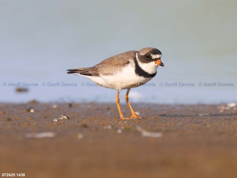 SEPL-BI_Semipalmated-Plover