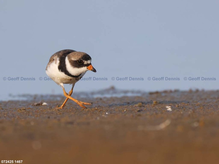 SEPL-BJ_Semipalmated-Plover