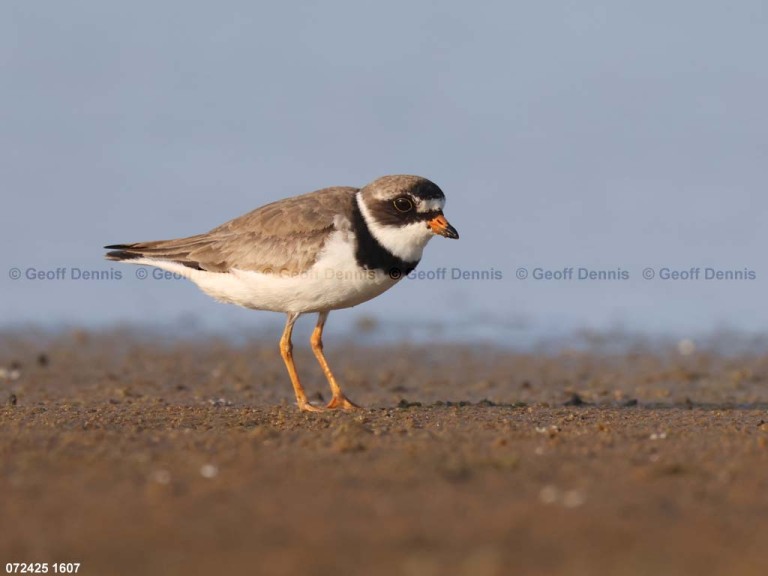 SEPL-BK_Semipalmated-Plover