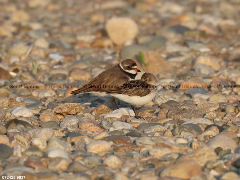 SEPL-BL_Semipalmated-Plover