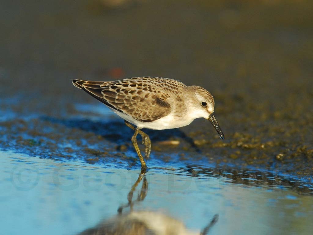 SESA-AA_Semipalmated-Sandpiper