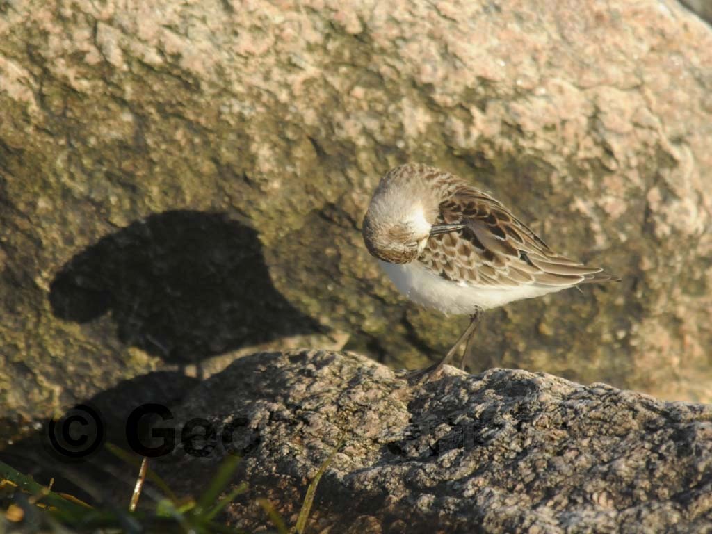 SESA-AB_Semipalmated-Sandpiper