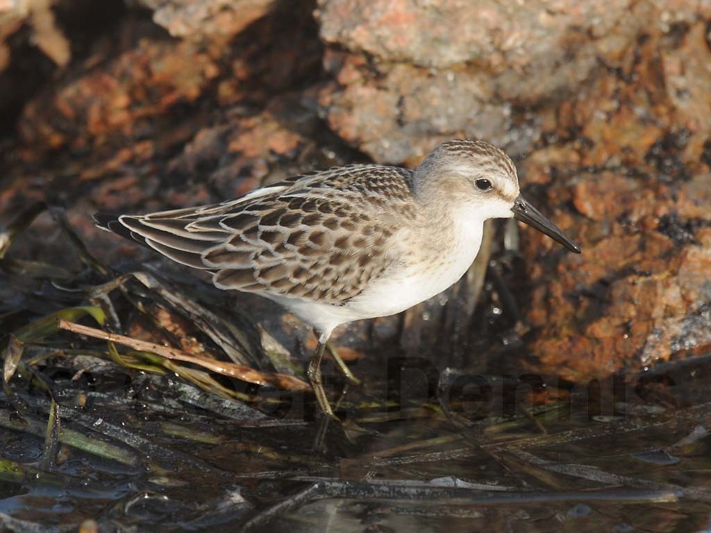 SESA-AC_Semipalmated-Sandpiper