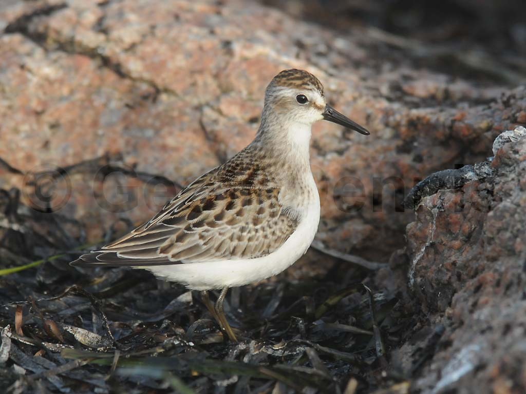SESA-AD_Semipalmated-Sandpiper