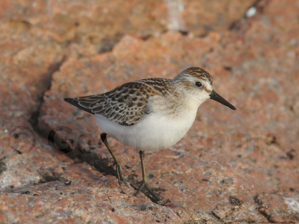 SESA-AE_Semipalmated-Sandpiper