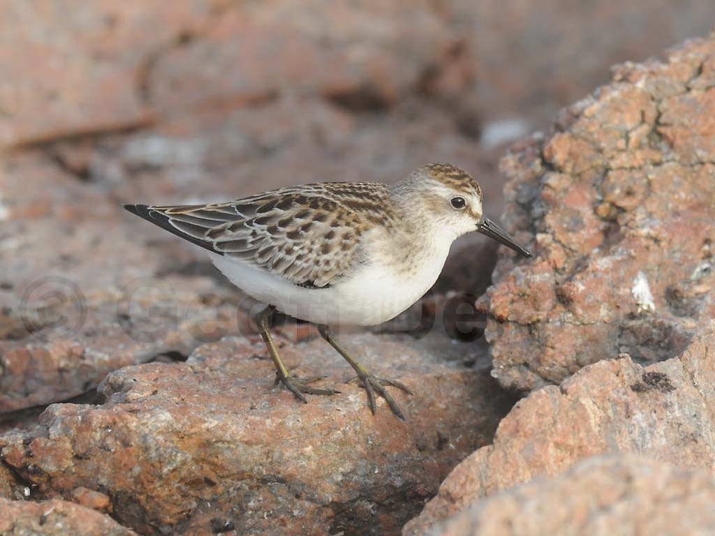 SESA-AF_Semipalmated-Sandpiper