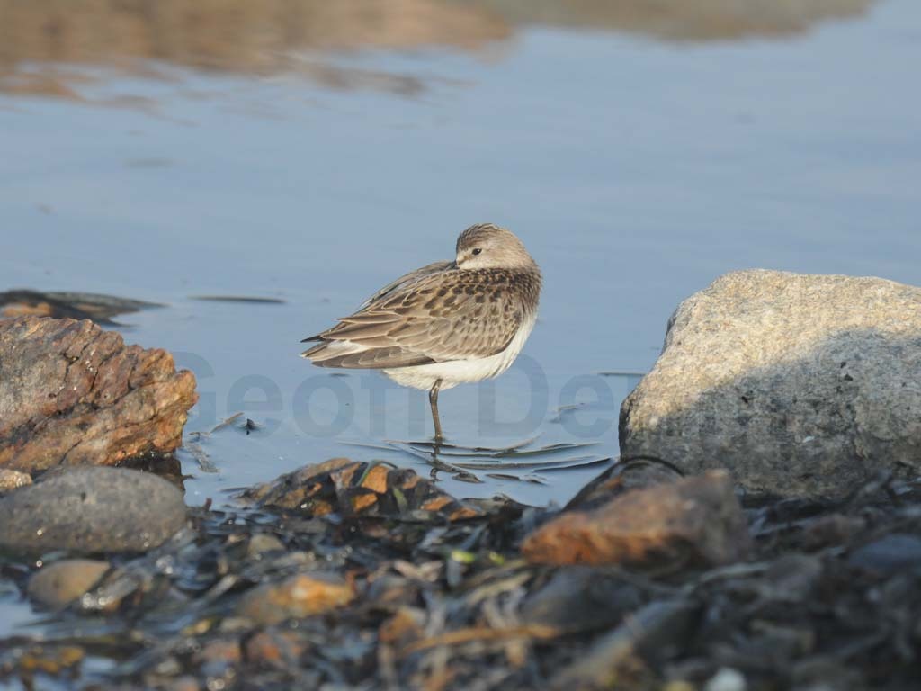 SESA-AG_Semipalmated-Sandpiper