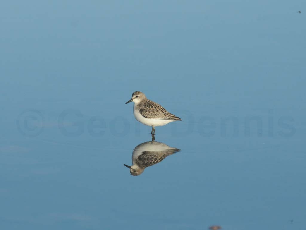 SESA-AH_Semipalmated-Sandpiper