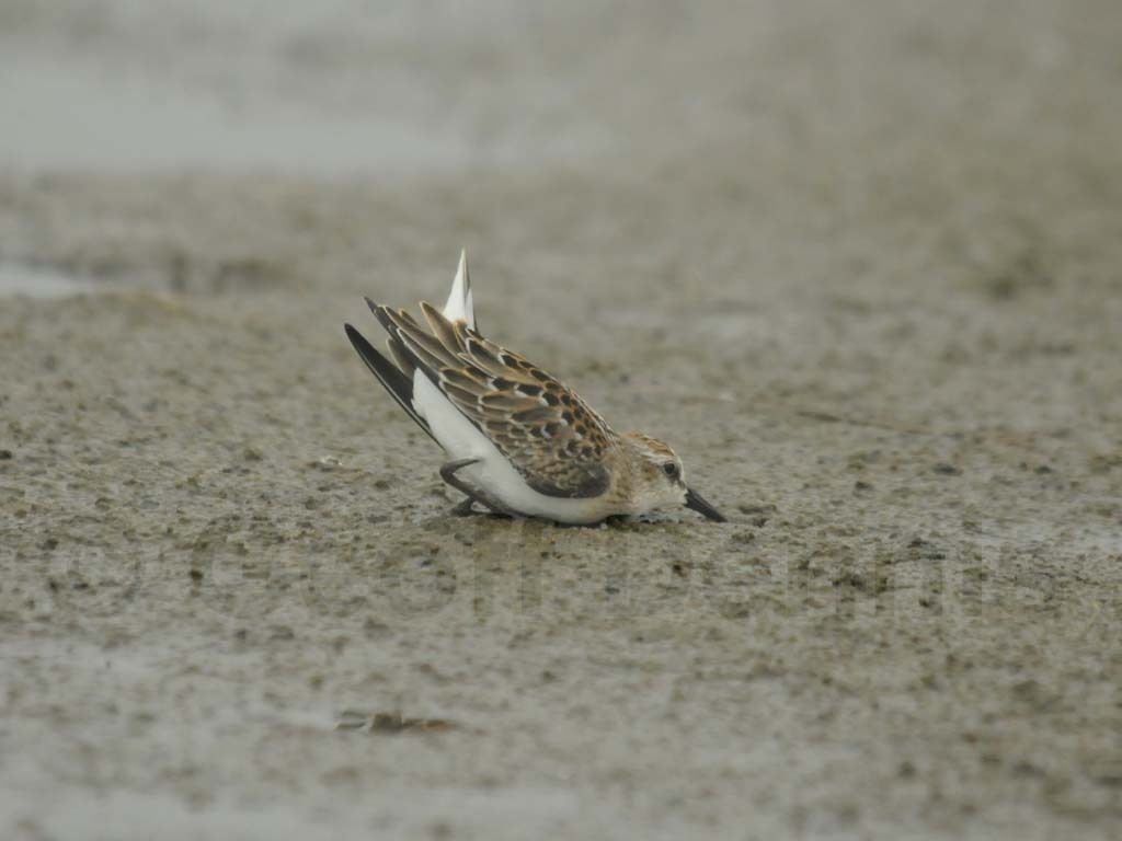 SESA-AI_Semipalmated-Sandpiper