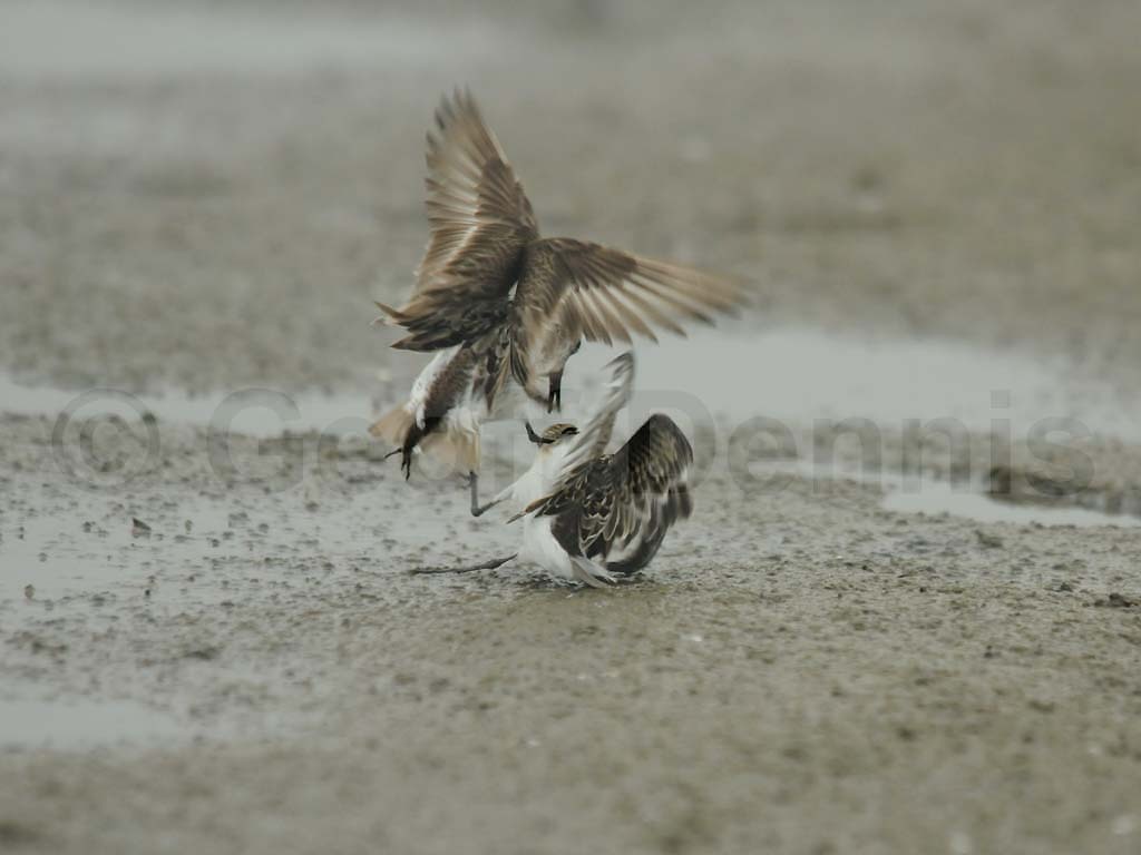 SESA-AJ_Semipalmated-Sandpiper