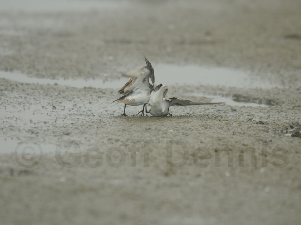 SESA-AK_Semipalmated-Sandpiper