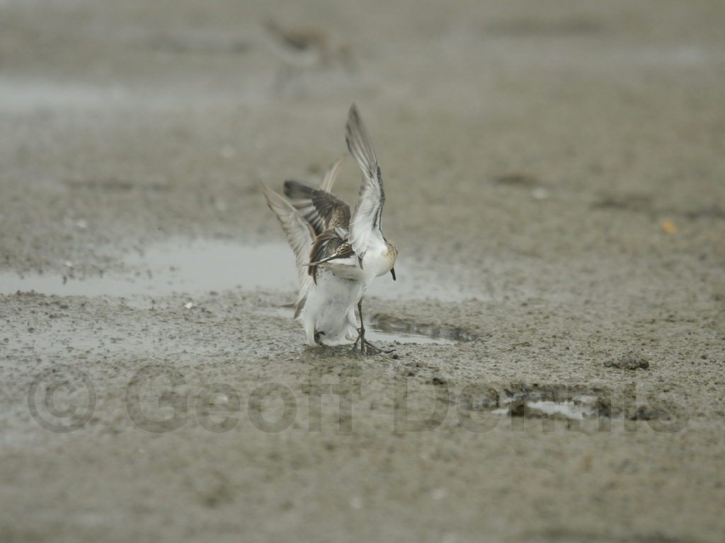 SESA-AL_Semipalmated-Sandpiper