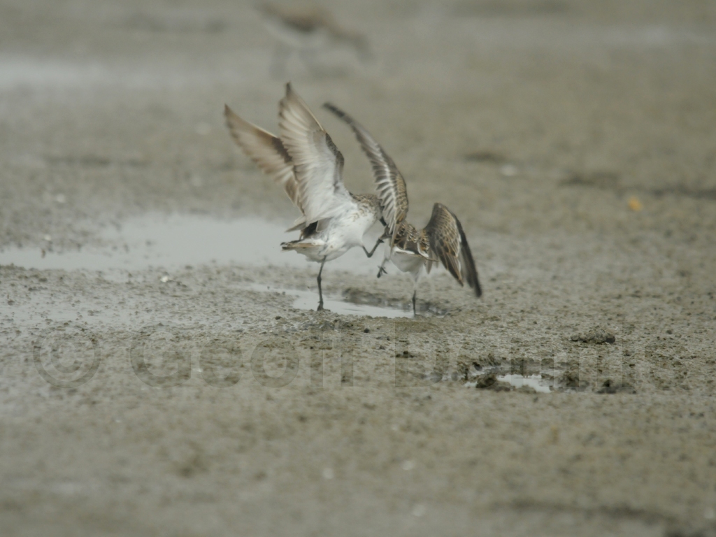 SESA-AM_Semipalmated-Sandpiper
