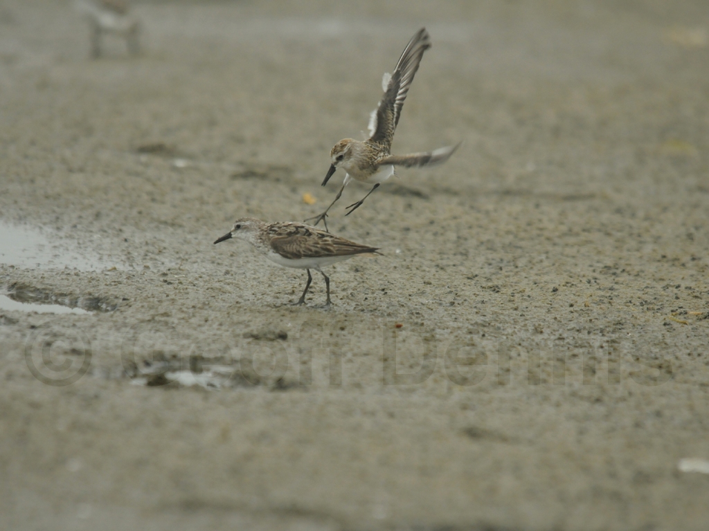 SESA-AN_Semipalmated-Sandpiper