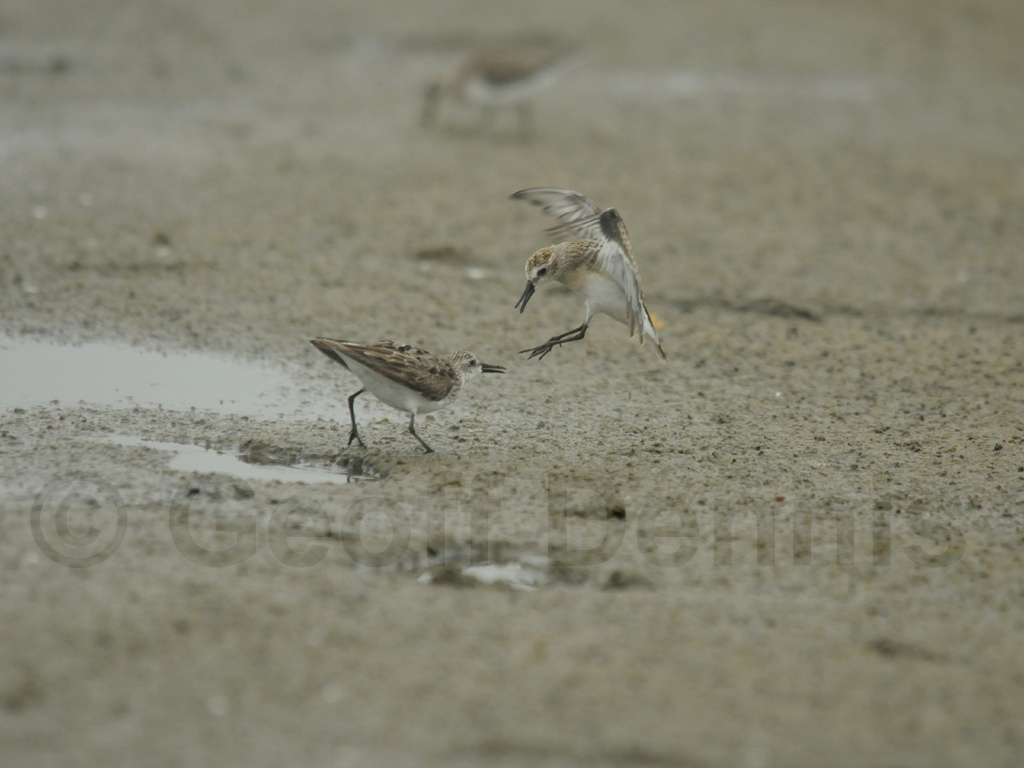 SESA-AO_Semipalmated-Sandpiper
