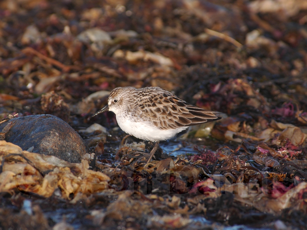 SESA-AP_Semipalmated-Sandpiper
