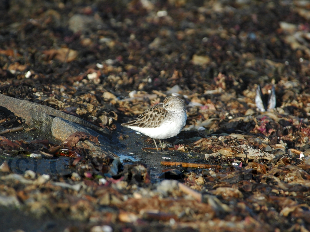 SESA-AQ_Semipalmated-Sandpiper